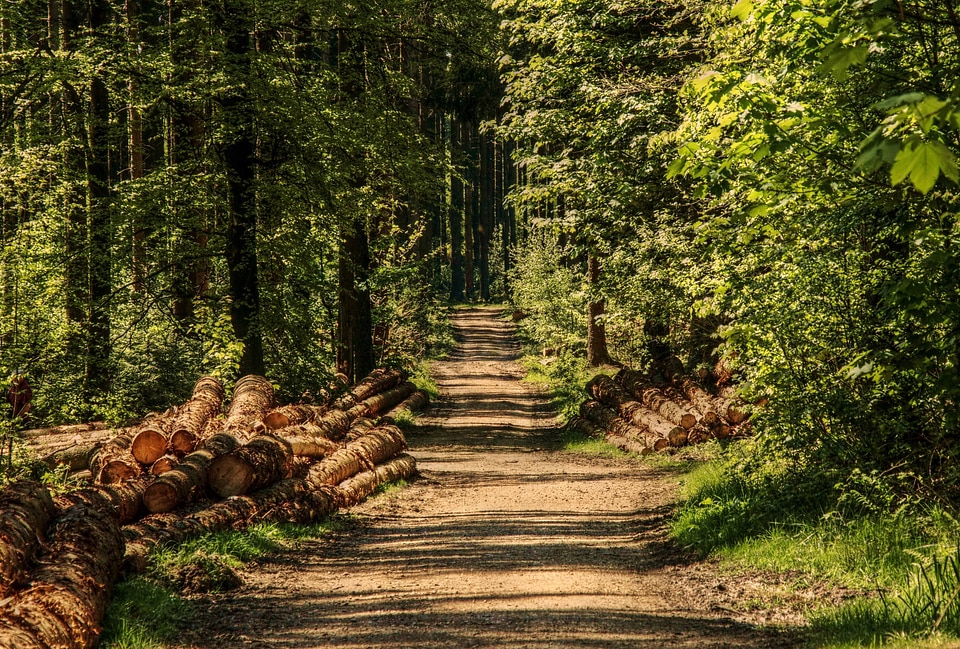 Beautiful Photo branch daylight