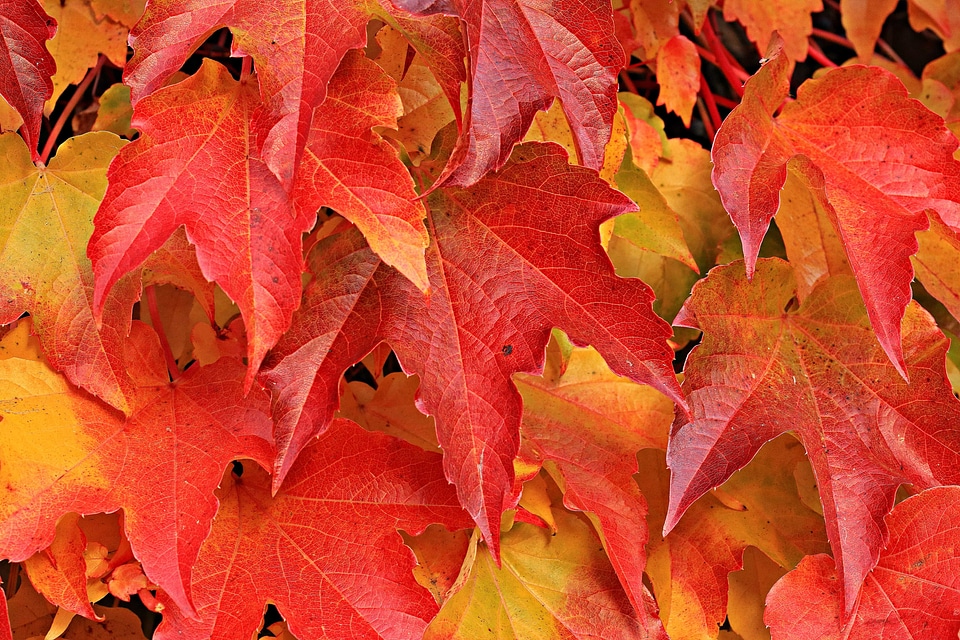 Autumn autumn season beautiful photo