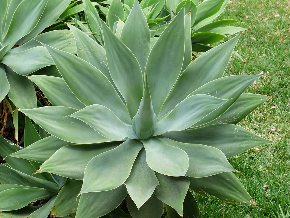 Green agave attenuata agave