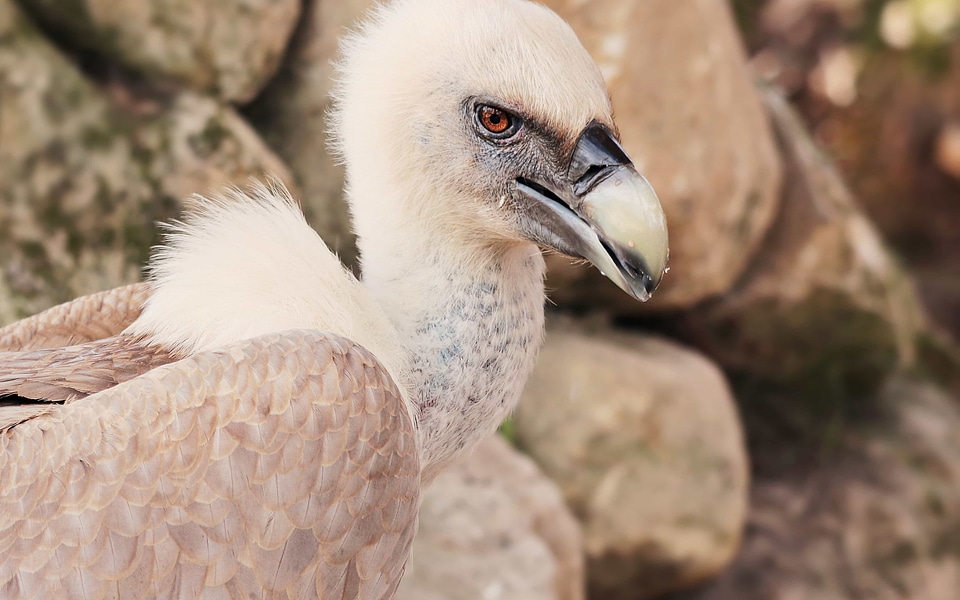 Animal avian beak photo