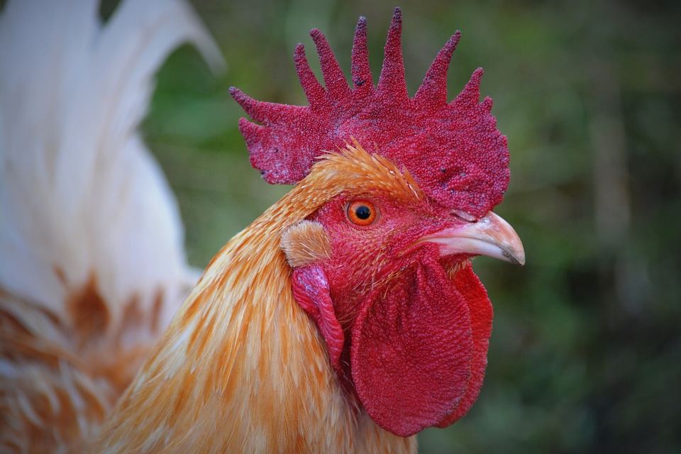Animal poultry mohawk