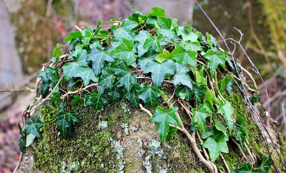Ecology environment foliage