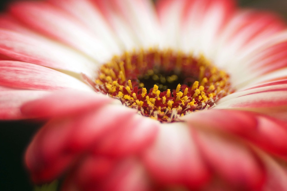 Beautiful beautiful flowers bloom