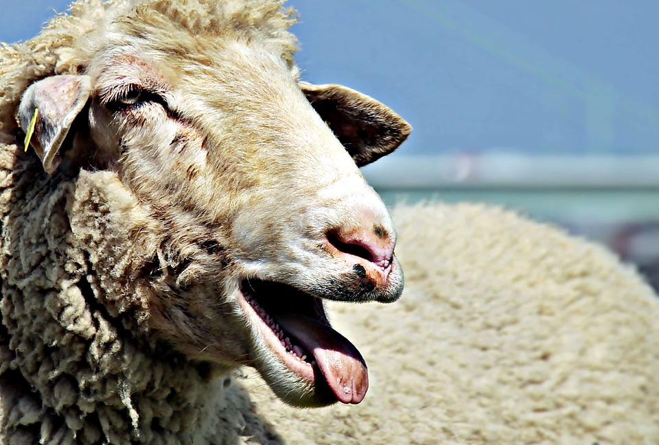 Agriculture animal daylight