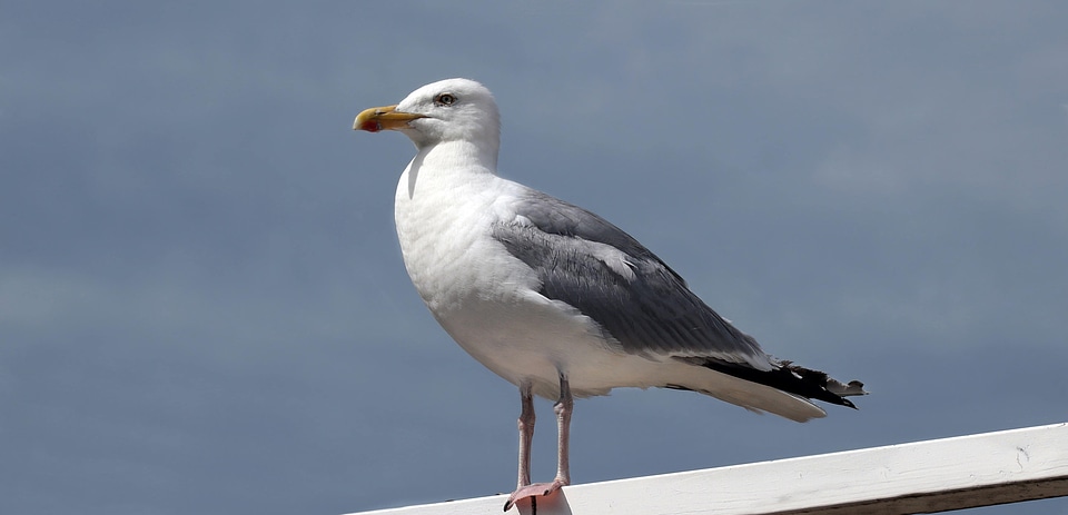 Animal avian beak photo