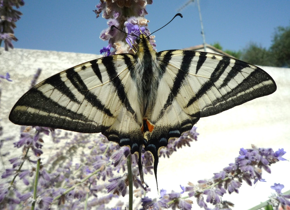 Summer nature insects