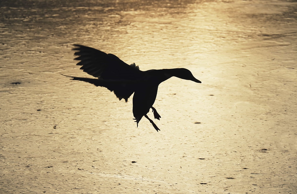 Animal avian beach