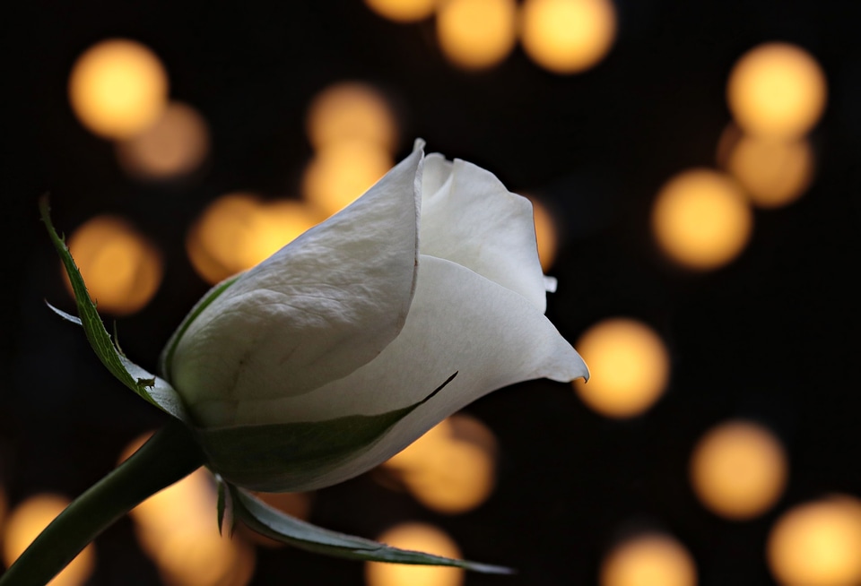 Beautiful Flowers beautiful photo blooming