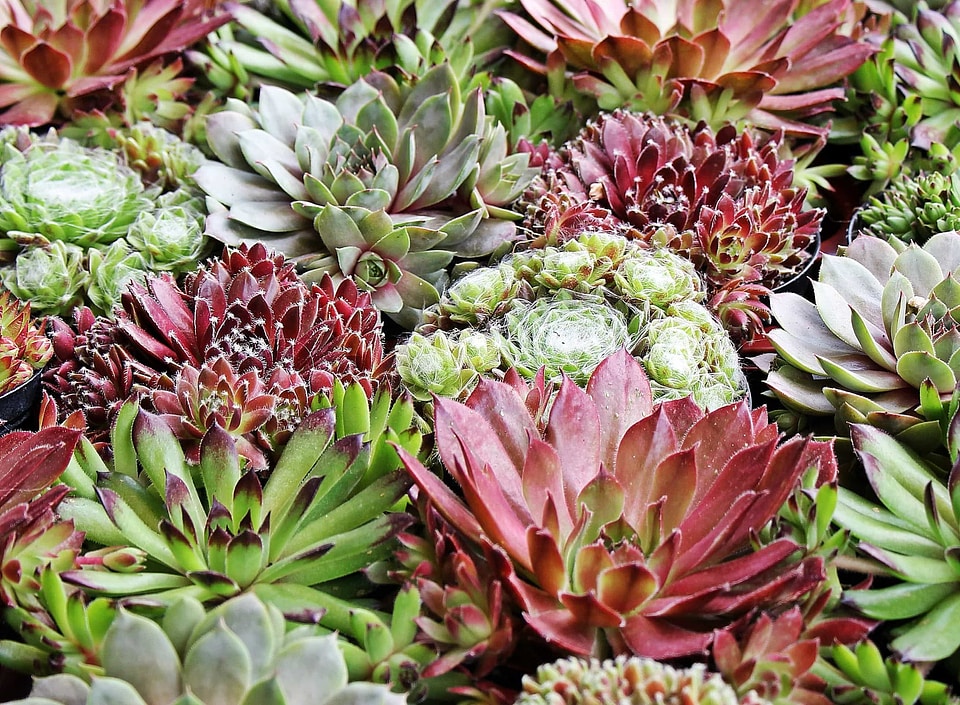 Beautiful beautiful flowers blooming