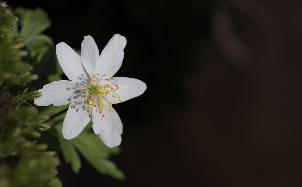 Beautiful Flowers beautiful photo blooming