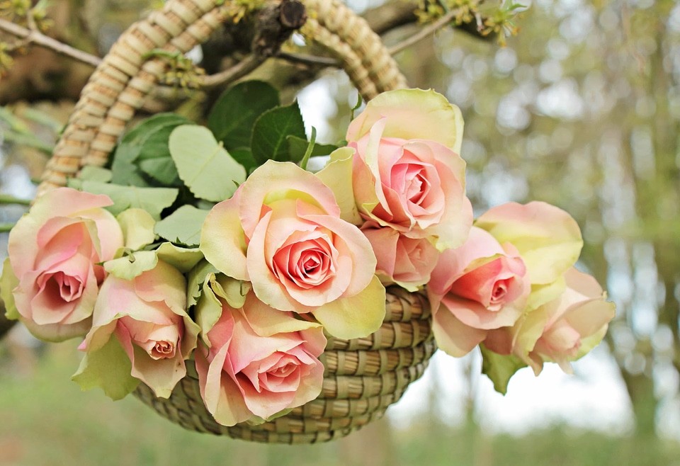 Arrangement beautiful beautiful flowers photo