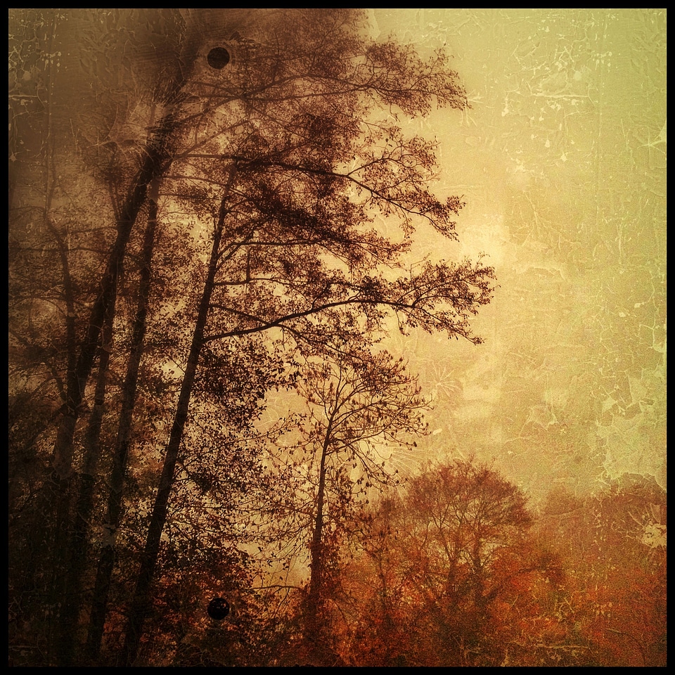 October nature tree