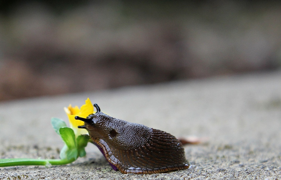 Animal beautiful flowers blooming