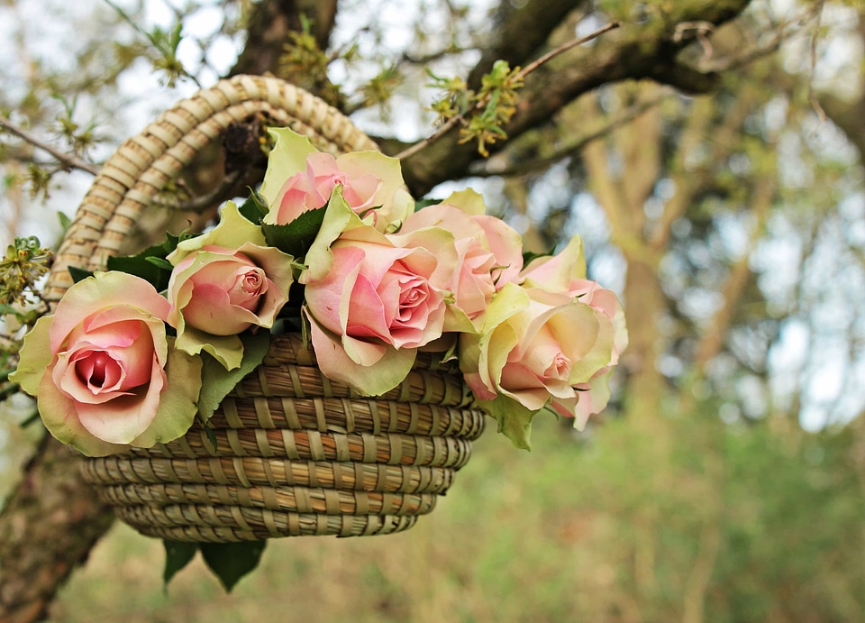 Basket beautiful beautiful flowers photo
