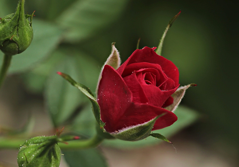 Beautiful Flowers beautiful photo bloom