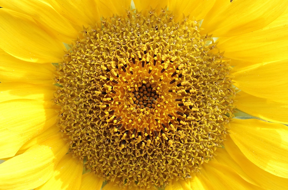 Beautiful Flowers beautiful photo blooming