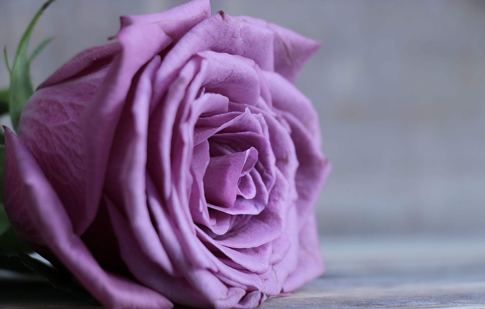 Beautiful Flowers beautiful photo blooming