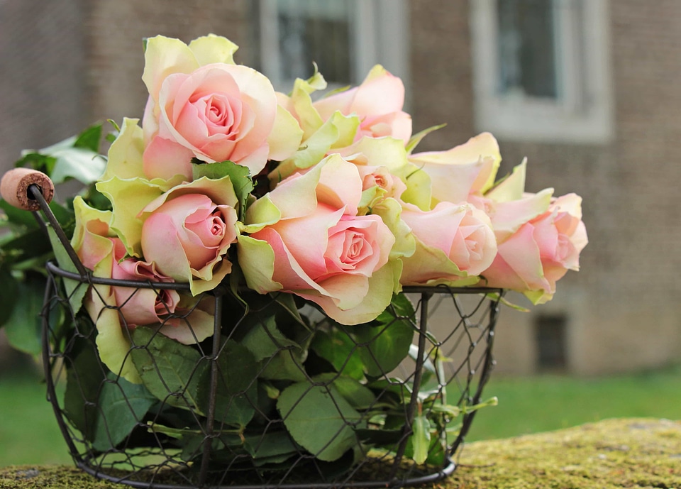 Arrangement beautiful flowers blooming
