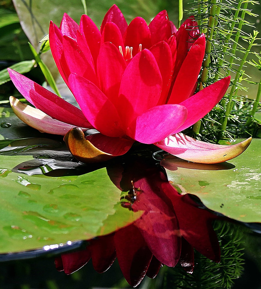 Beautiful Flowers blooming blossom