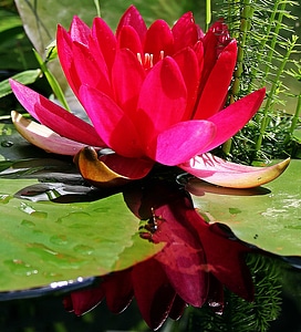 Beautiful Flowers blooming blossom