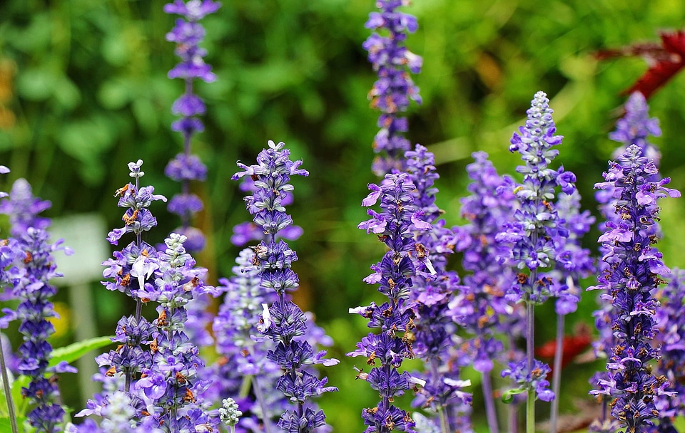 Beautiful Flowers blooming blossom