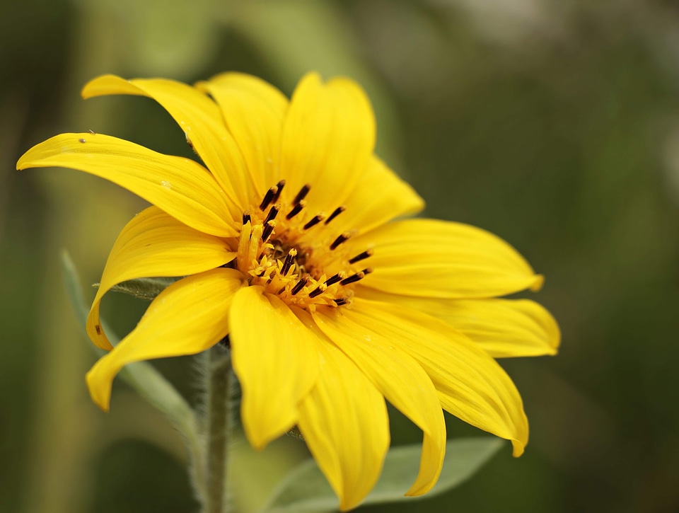 Beautiful Flowers blooming blossom
