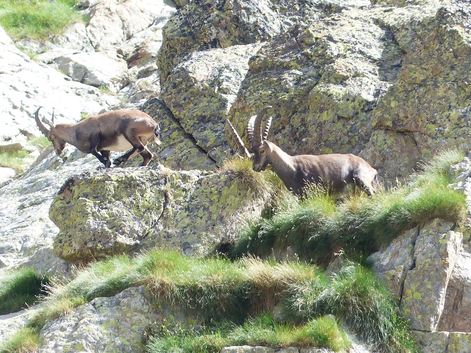 Wicked capricorn stone goat animal