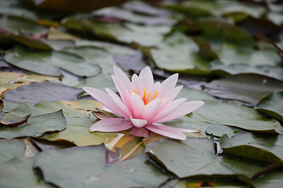 Aquatic beautiful flowers beautiful photo