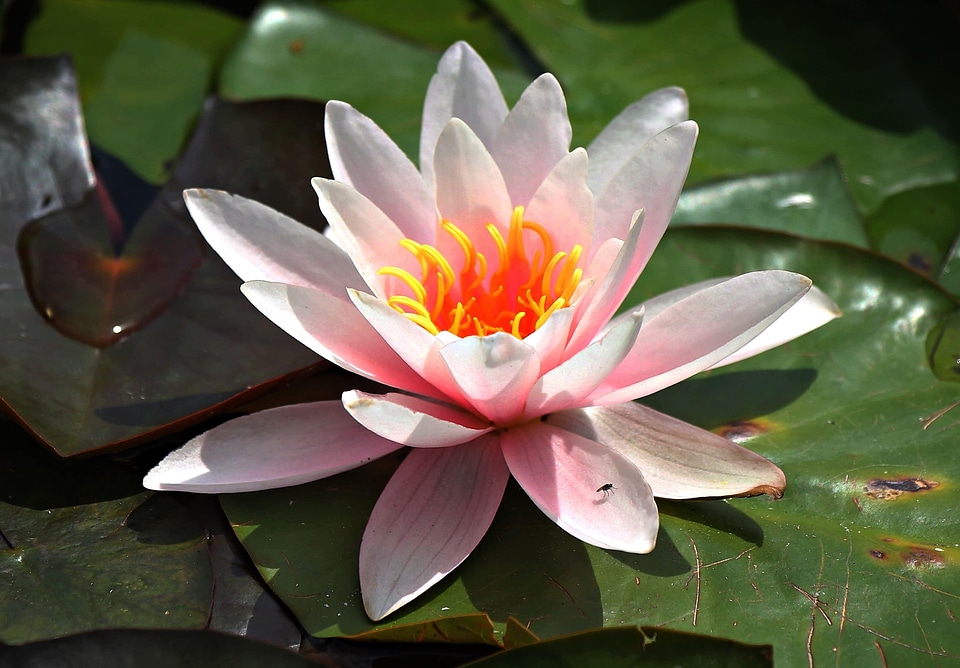 Aquatic beautiful flowers beautiful photo