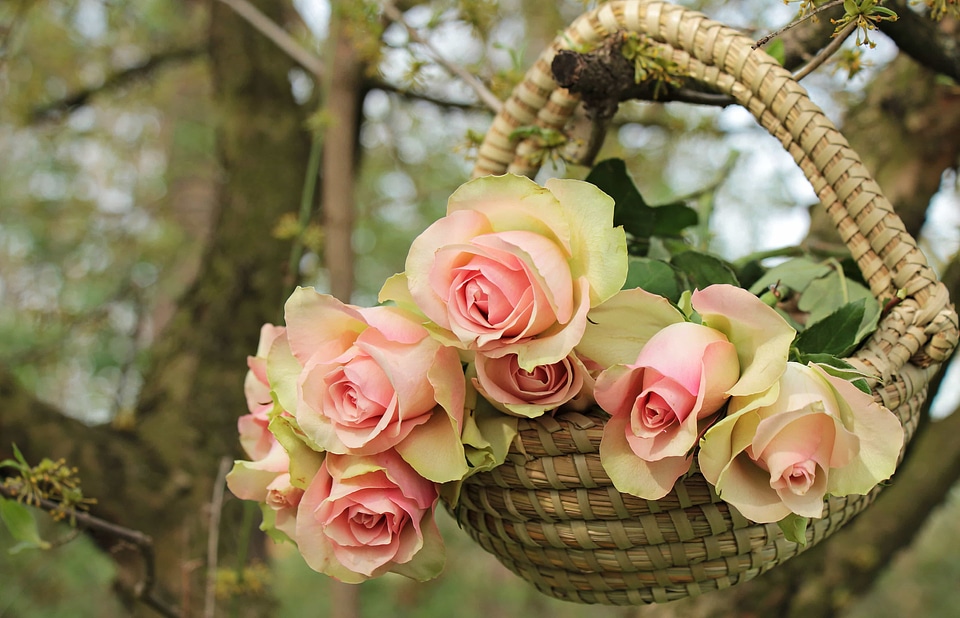 Arrangement beautiful flowers beautiful photo