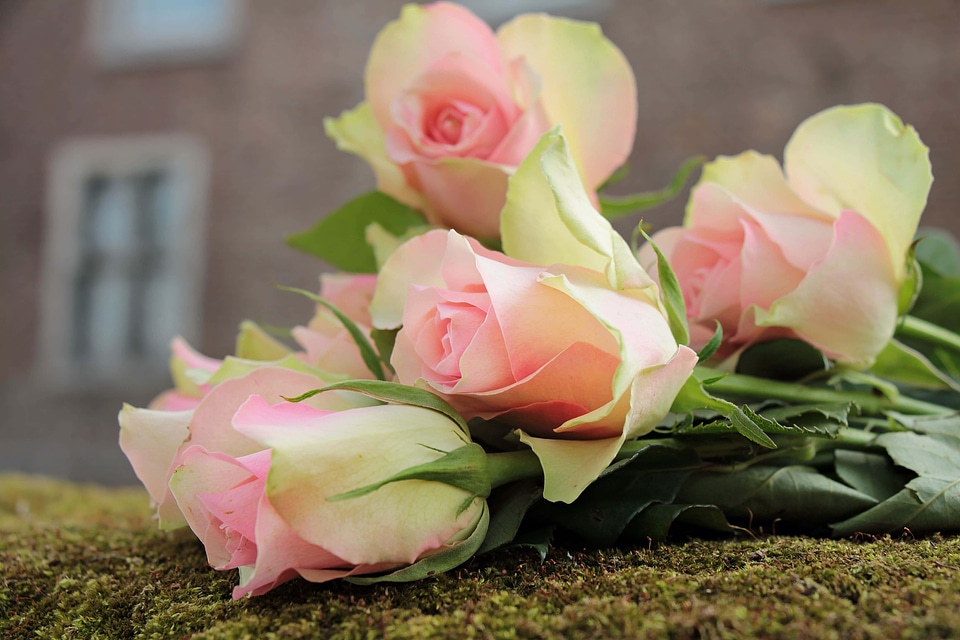 Arrangement beautiful flowers beautiful photo