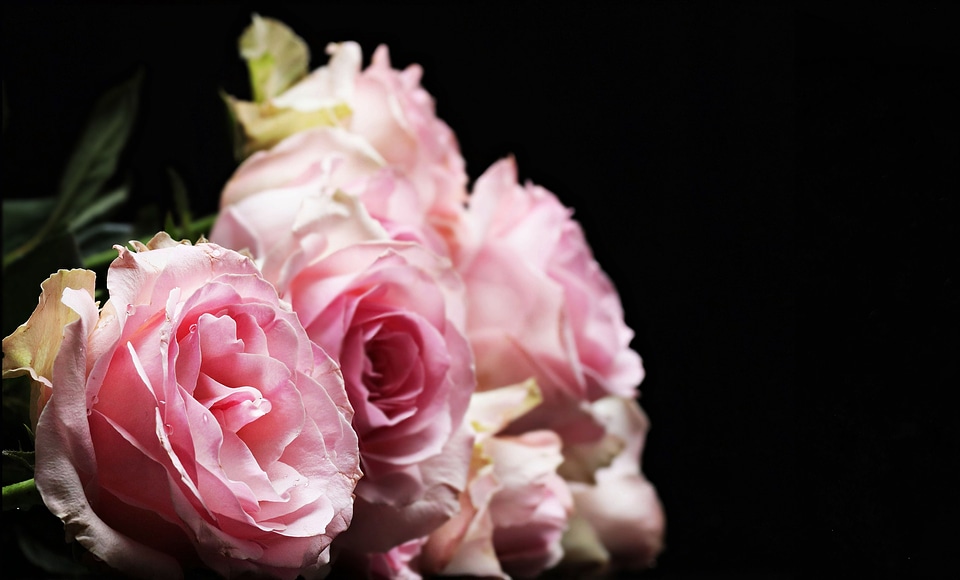 Beautiful beautiful flowers beautiful photo