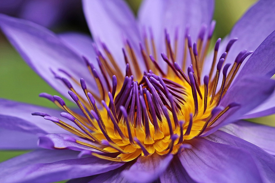 Aquatic beautiful flowers blooming