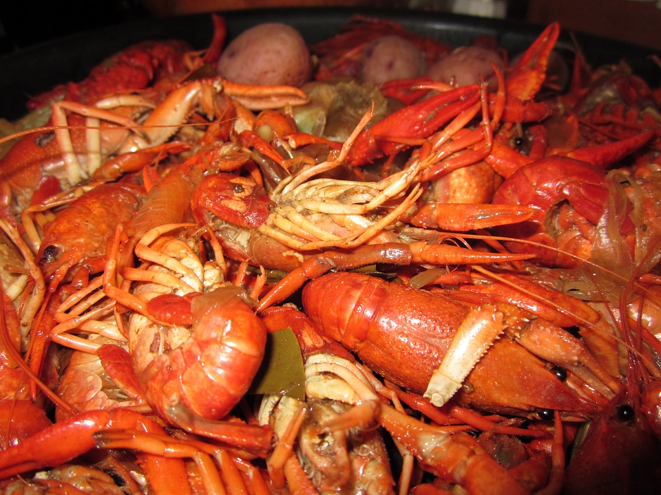 New orleans crayfish seafood