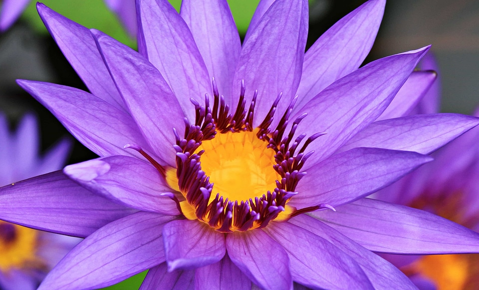 Beautiful Flowers beautiful photo blooming