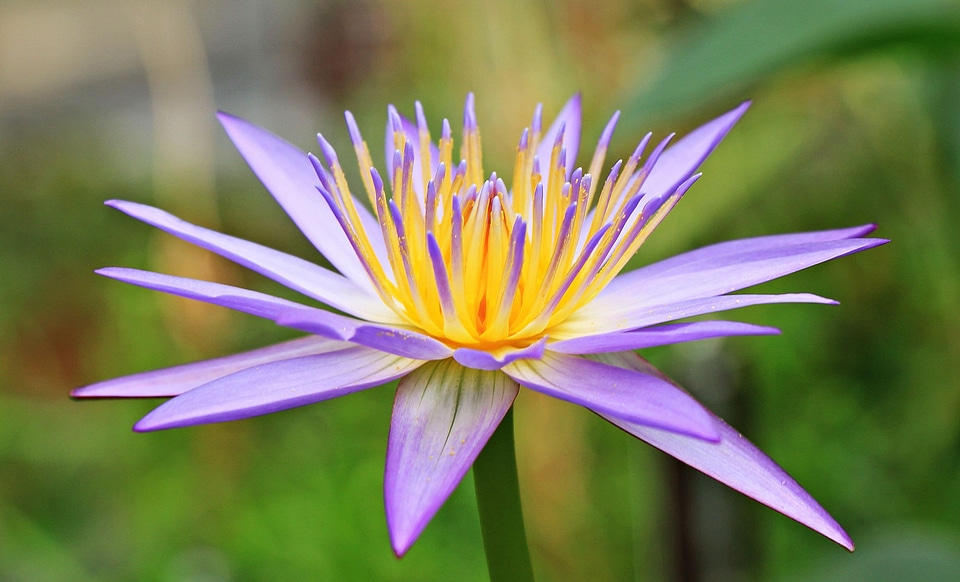 Beautiful Flowers beautiful photo blooming