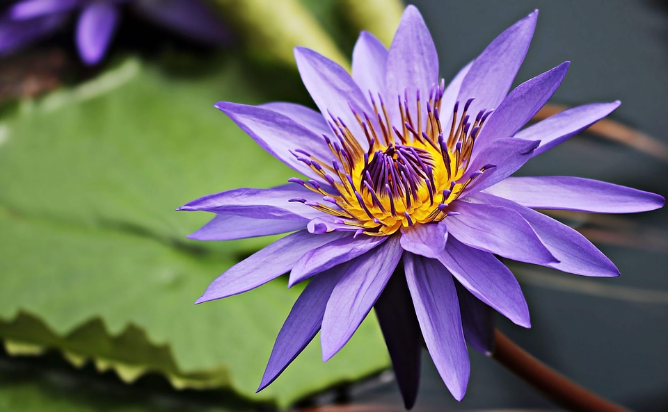 Aquatic beautiful flowers beautiful photo