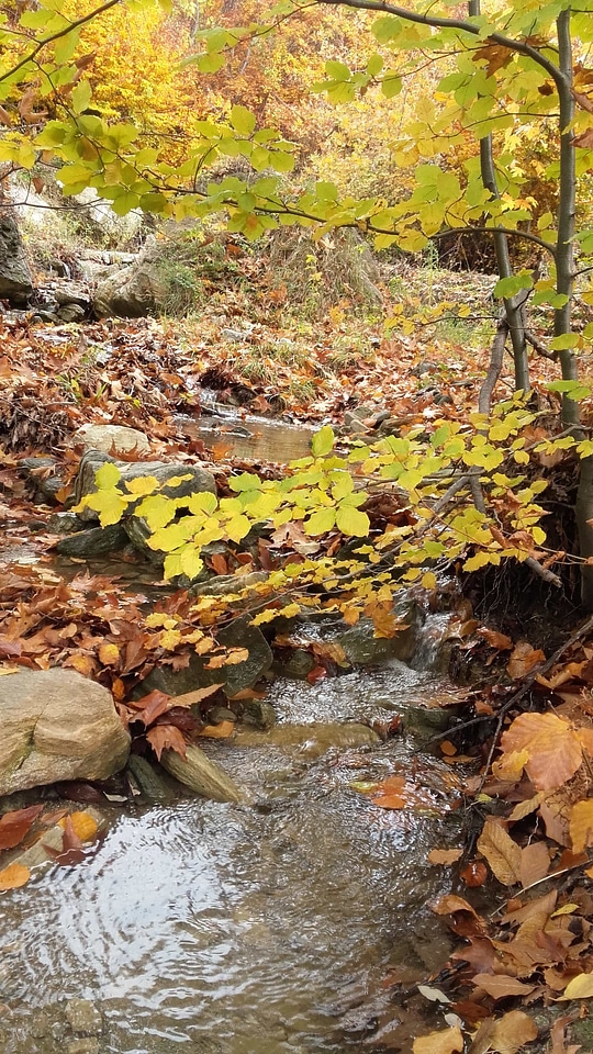 Autumn creek ecology