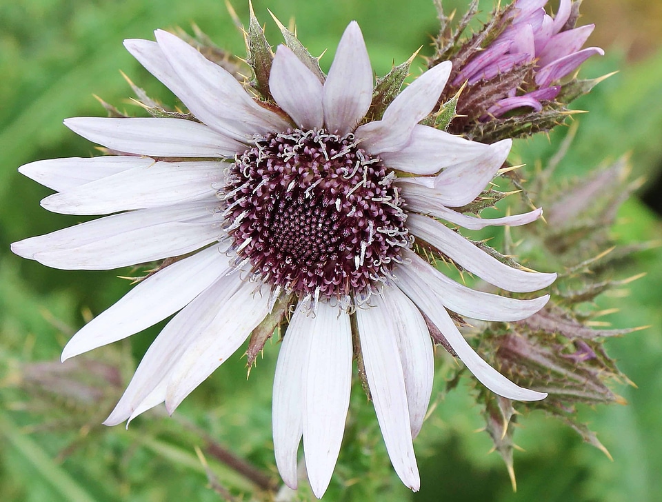 Beautiful Flowers blooming blossom