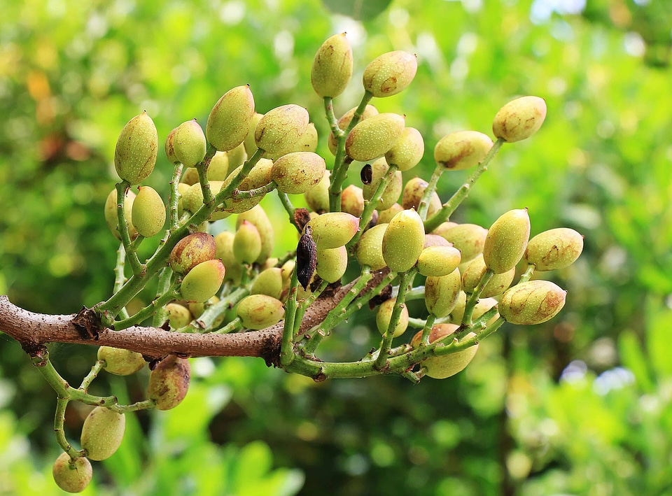 Beautiful Photo branch branches
