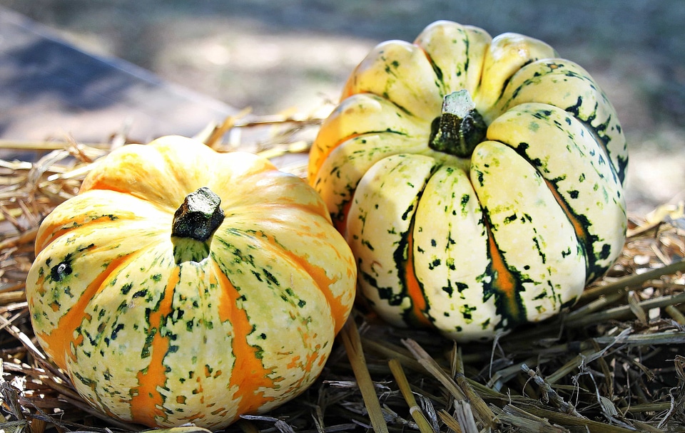 Autumn autumn season beautiful photo