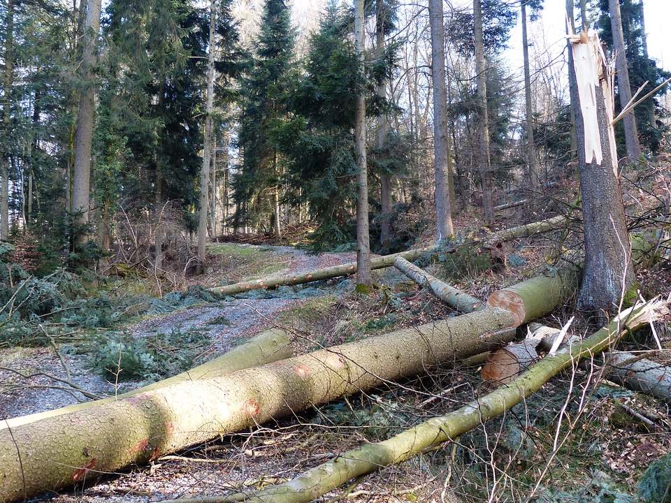 Sawing storm damage forest damage