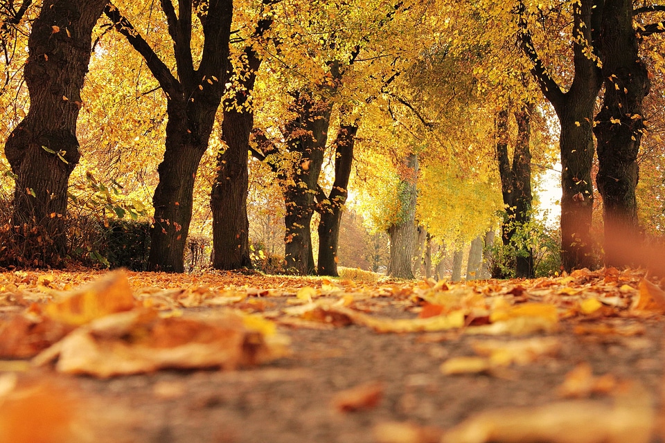 Autumn autumn season branch