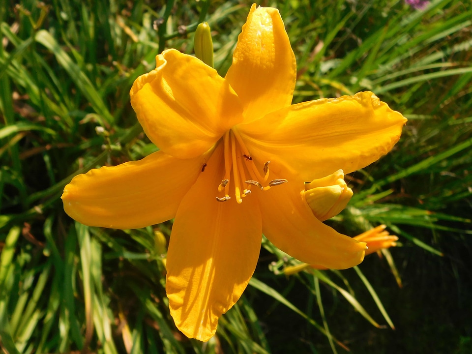 Beautiful Flowers beautiful photo bloom