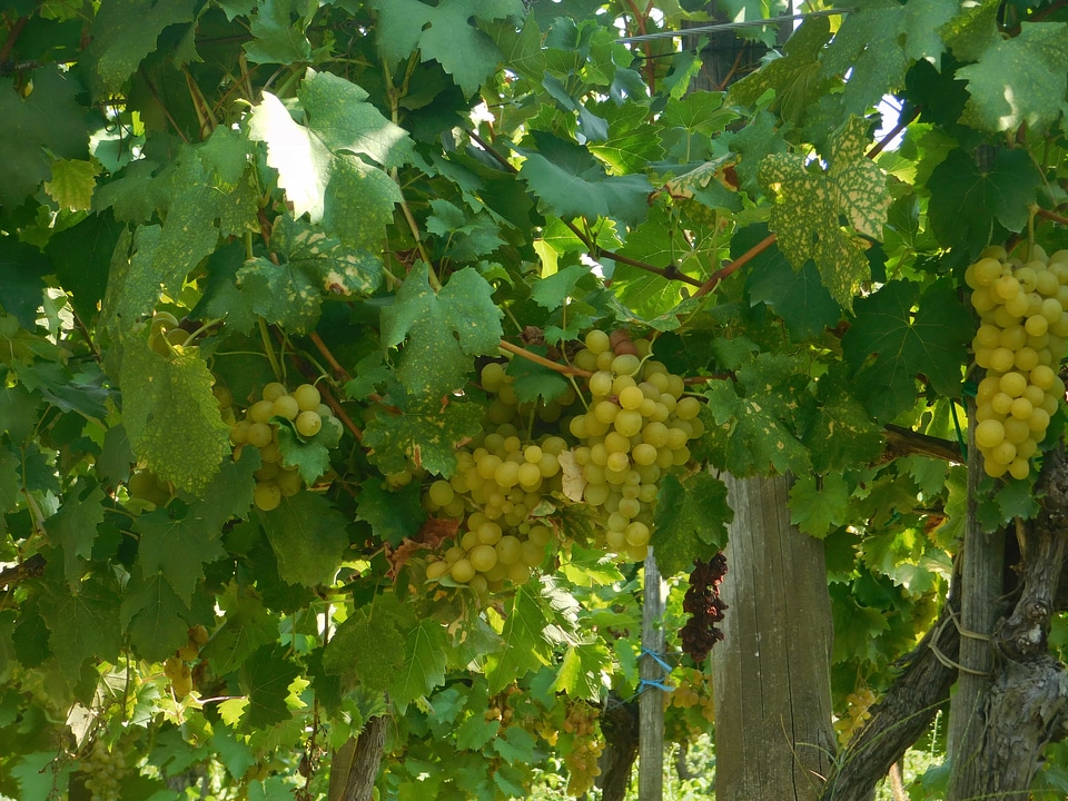 Agriculture autumn branch