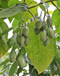 Agriculture branch dark green