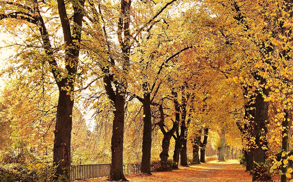 Autumn autumn season beautiful photo