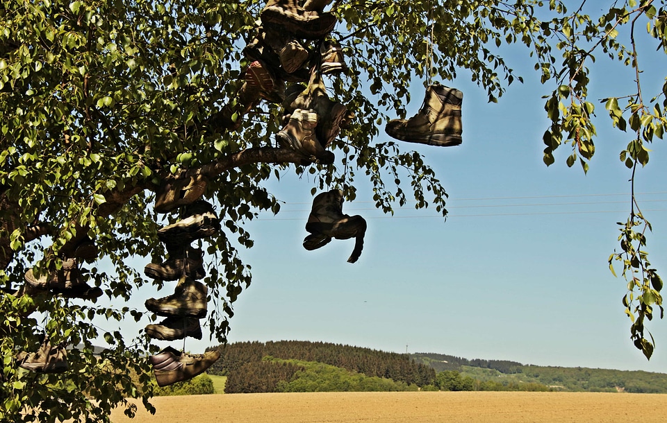 Ecology environment field