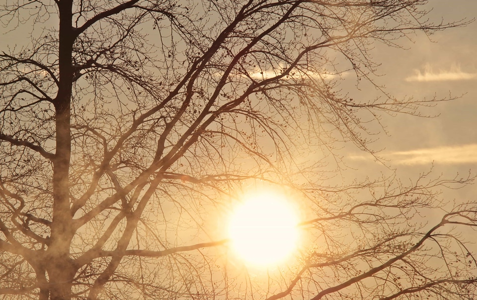 Dawn dusk ecology