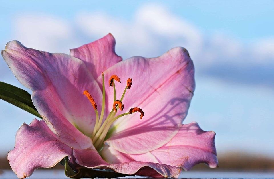 Beautiful Flowers beautiful photo blooming